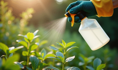 Personne appliquant un herbicide naturel aux mauvaises herbes