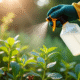 Personne appliquant un herbicide naturel aux mauvaises herbes