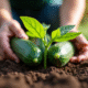 Jardinier plantant des concombres trop proches en terre riche