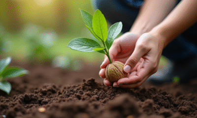 Main plantant un jeune noyer en terre humide en plein air