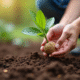 Main plantant un jeune noyer en terre humide en plein air